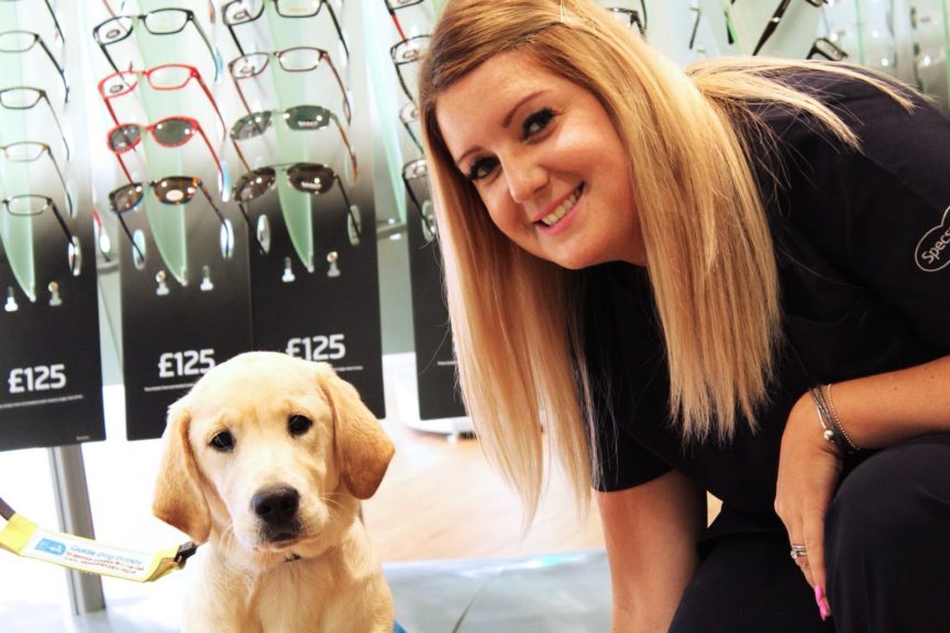 Guide Dog puppy in Specsavers Canvey Island
